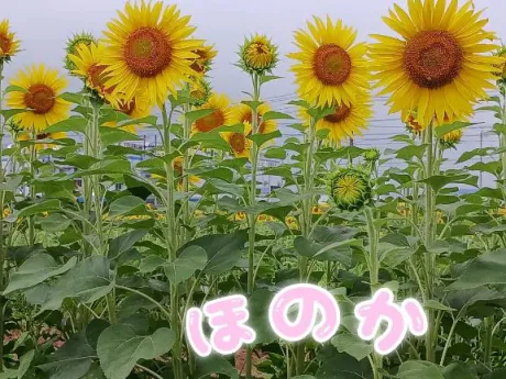 ほのか宮城♂風俗の神様　仙台店