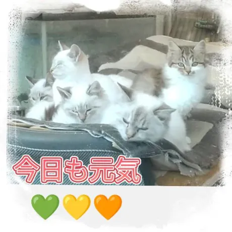 かんなおばさんの店　FC　古川店