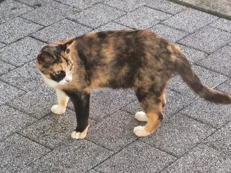 ありがとう