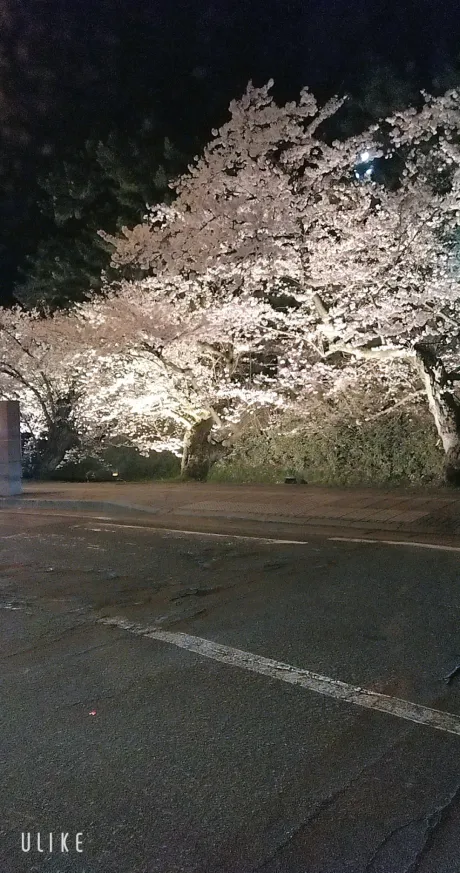 お休み👋/緊急入店マオリ(弘前)