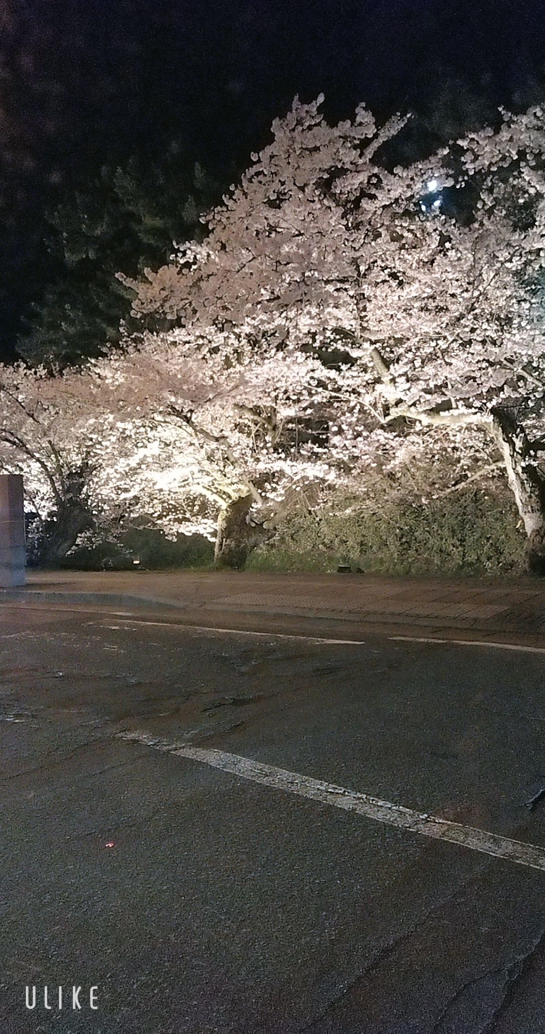 お休み👋/緊急入店マオリ(弘前)