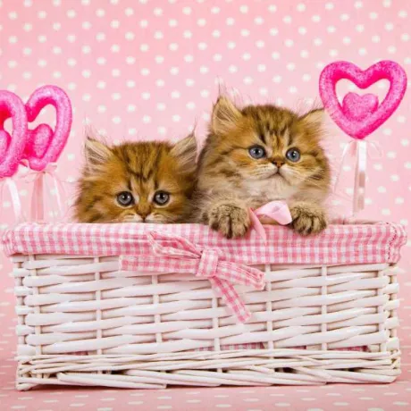 ゆり即プレイ専門店　性の極み