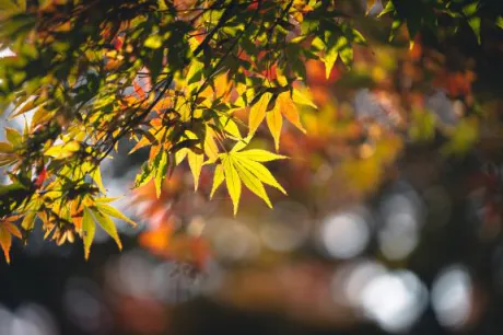 秋の楽しみ🍂/ルナ