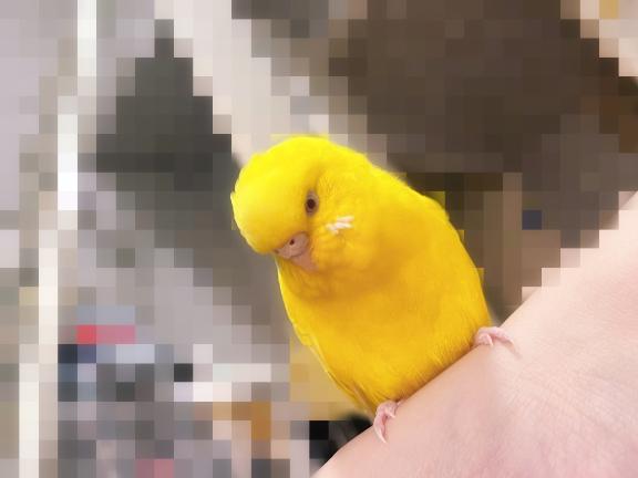 (｀・ω・´)キリッ