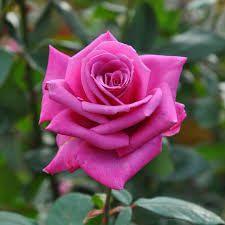 【お礼写メ日記】Tさんへ