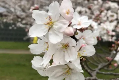 こんばんは/みれい