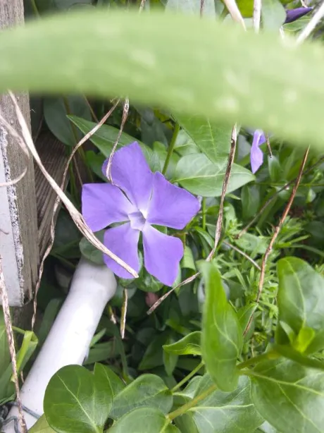 ありがとう/後藤(ごとう)