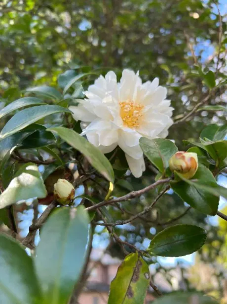 愛花(あいか)グランドオペラ福岡