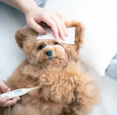 かすみ宮城仙南ちゃんこ