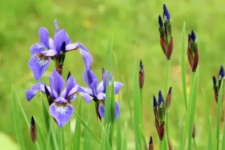 菖蒲華