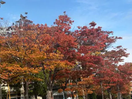 紅葉はこうよう～🍁✨/あづみの(青森)