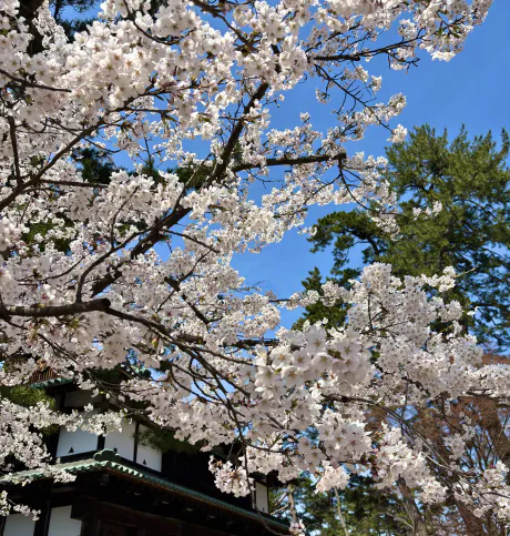 ★グラビア ひびき☆青森大釈迦【エステ・М性感】のブログ ハードモード🌥🍃彡