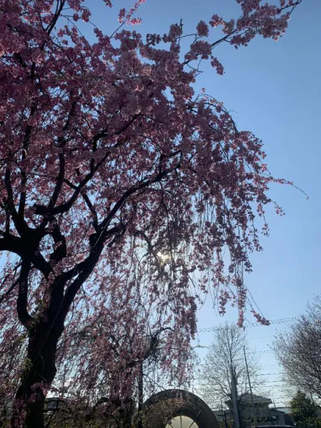 明日は、、、/さり