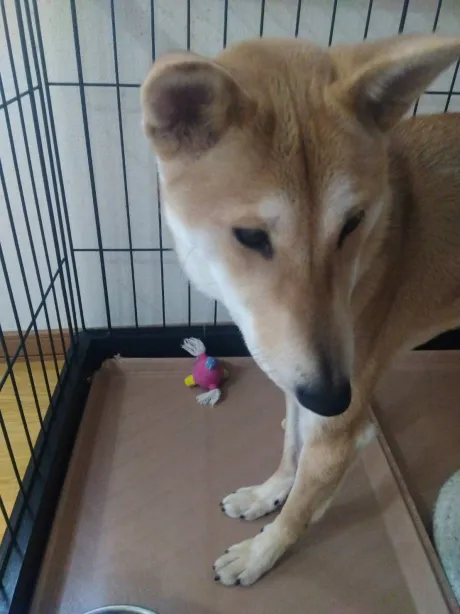 みお弘前黒石ちゃんこ