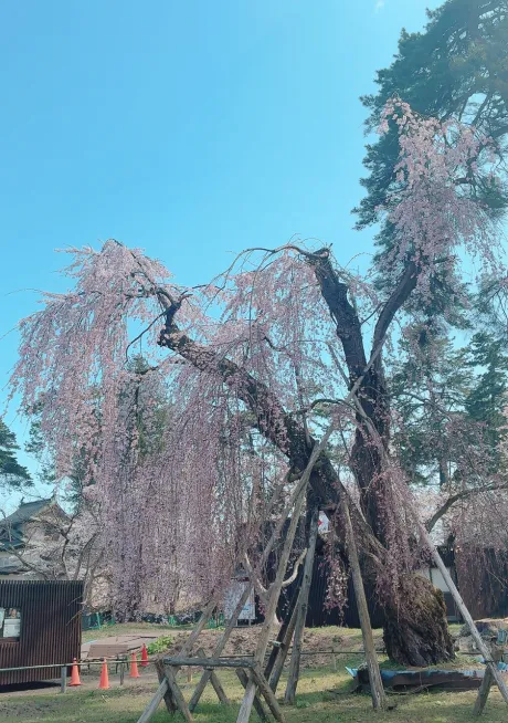 /あき【青森大釈迦】