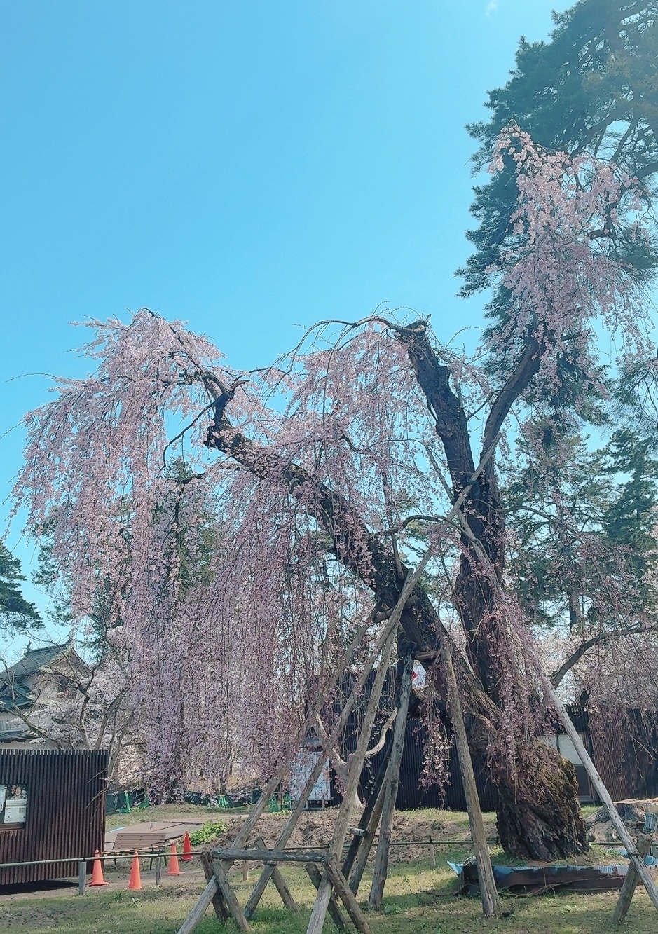 /あき【青森大釈迦】