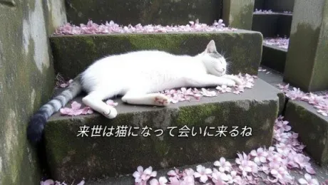 ここあ即プレイ専門店　性の極み