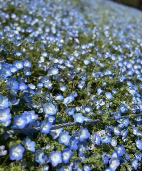 新人・叶羽(とわ)のブログ 出勤追加🩷