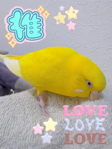 推し💕💕💕💕/しおり