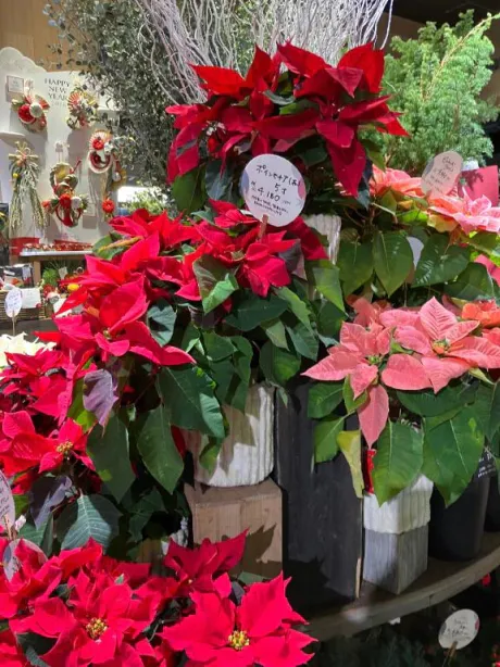 かよこおばさんの店