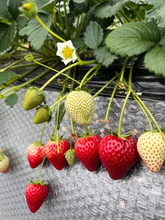 いちご狩り🍓