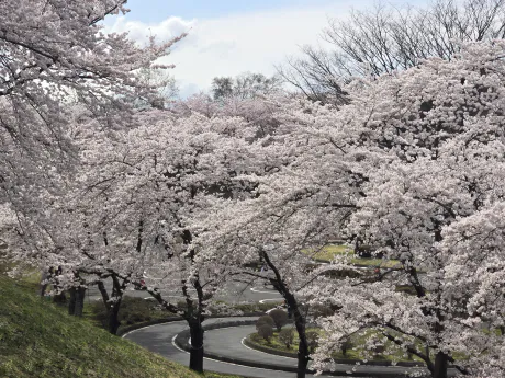今日は/矢島　茉奈香