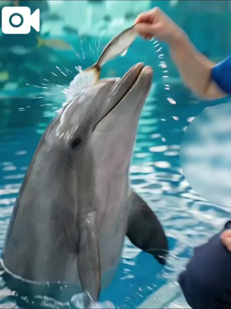 🐬✨イルカさんと仲良し時間✨🐬/かなた(青森)