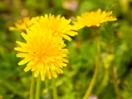 黄色って元気が出るよね/あやの 奥様