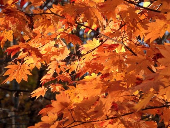 🍁 紅葉の季節 🍁