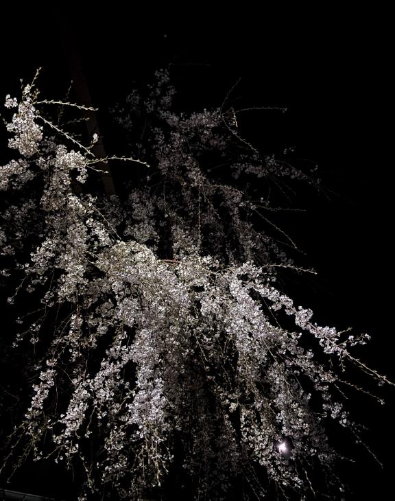 新人　りくDeliysCure仙台