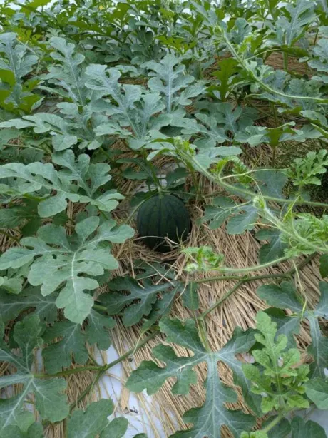 我が家畑