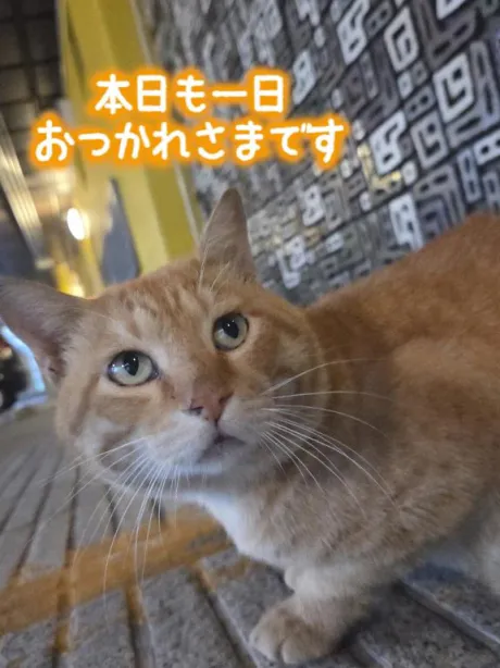 ほのか宮城大崎古川ちゃんこ