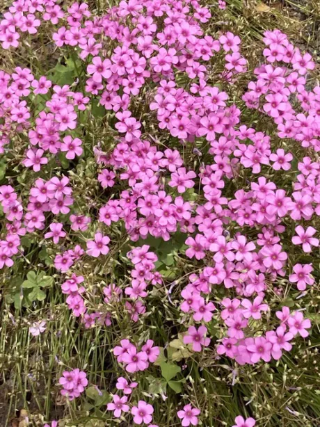 ご予約ありがとう/新人ふうか【青森】