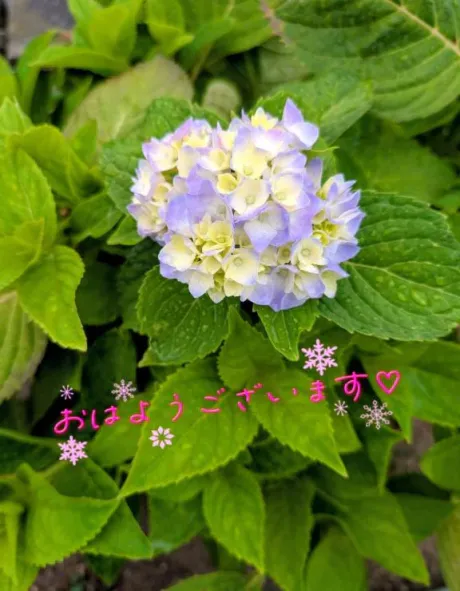 涼しいね(⁠.⁠ ⁠❛⁠ ⁠ᴗ⁠ ⁠❛⁠.⁠)/紗羅[さら]