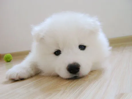 ゆりか仙台人妻花こよみ