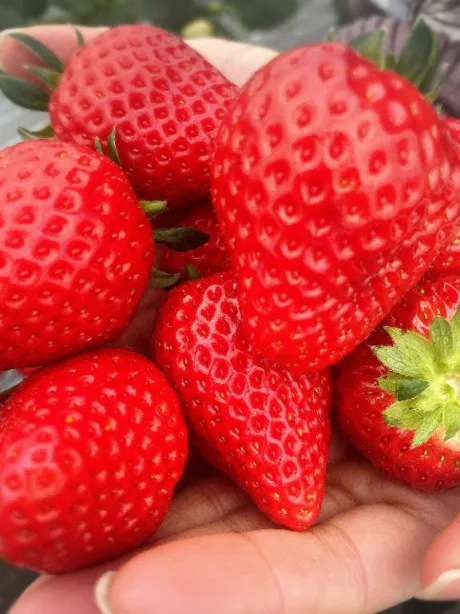 嬉しいもの❤️/新人　れの