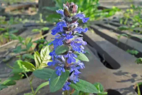 4/26アジュガ🥀/新人あず