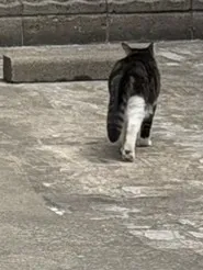 |  ̫ o̴̶̷̤ ̳՞)⟡ 蔀邪識 