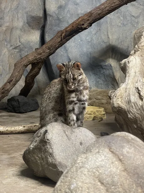 ハルクリエーション