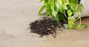 やってしまった…/あやの 奥様