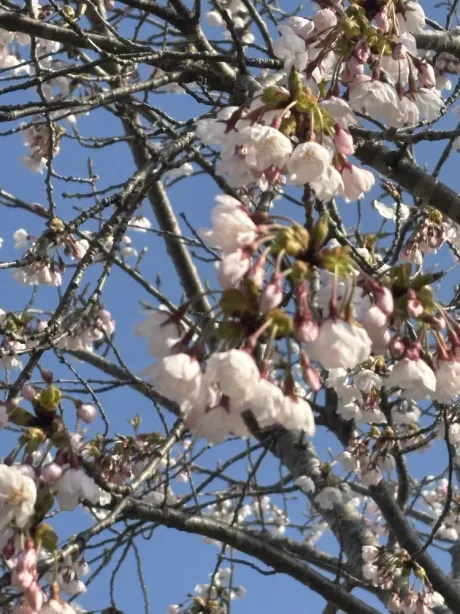 もう、春ですね 🌸/あずさ[業界初/青森]