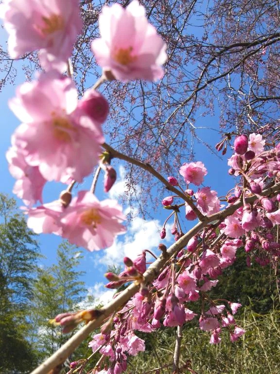 ありがとう/後藤(ごとう)