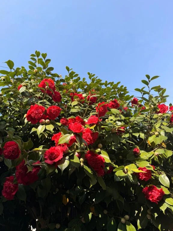 恵梨(えり)グランドオペラ福岡