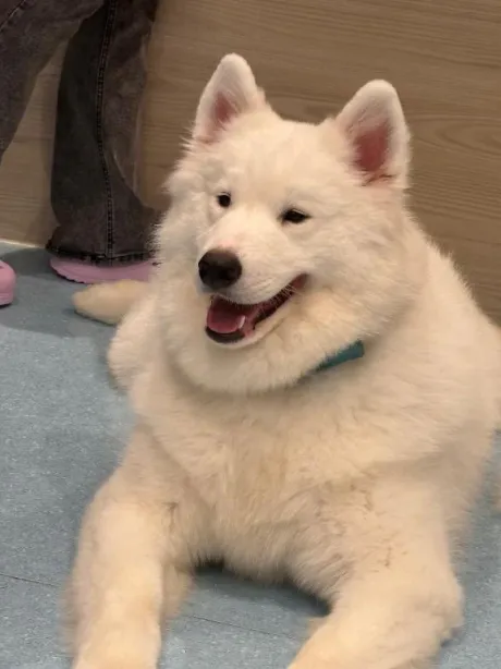 ありがとうございました！/あすか