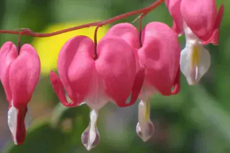 あず奥様メモリアル