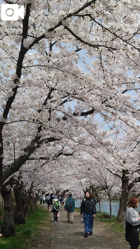 りょう青森・大釈迦のブログ sakuLove🌸