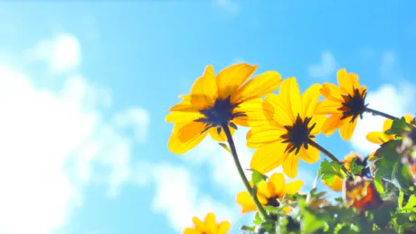いい天気/ねね