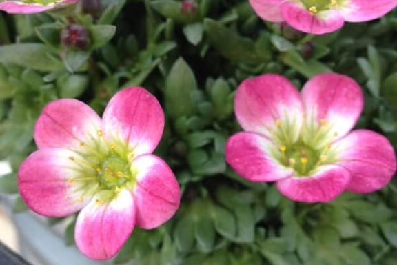 新人あず奥様メモリアル