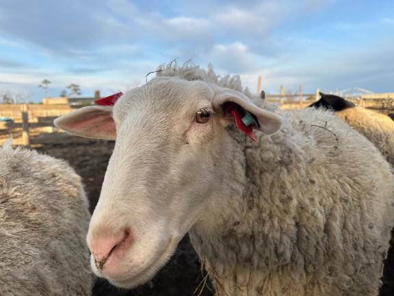 メロメロにしちゃうｿﾞ🐑