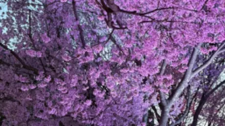桜の季節。/かりん 奥様